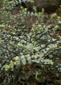 Hebe pimeleoides ssp. pimeleoides (var. minor)